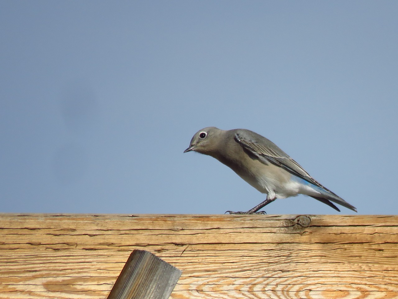 Mountain Bluebird on a post