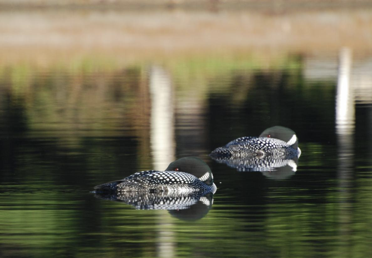 A pair of loons tucks in their heads to sleep side by side. 