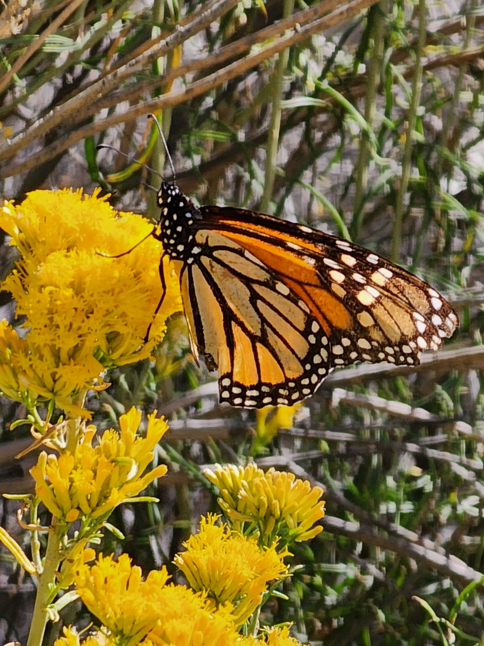 monarch on rabbit bush