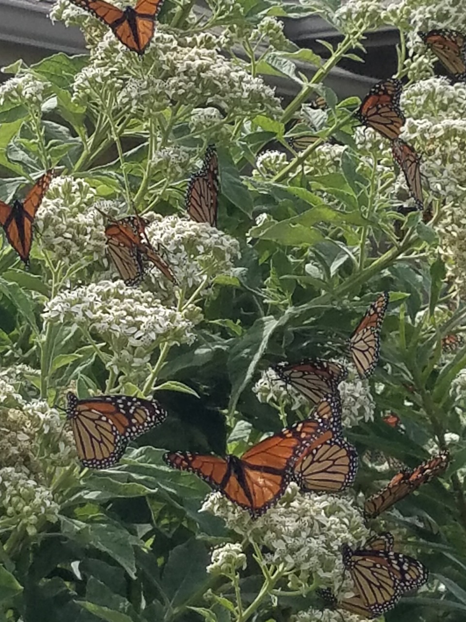 monarchs nectaring