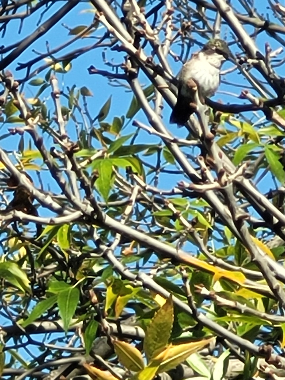 hummingbird in tree