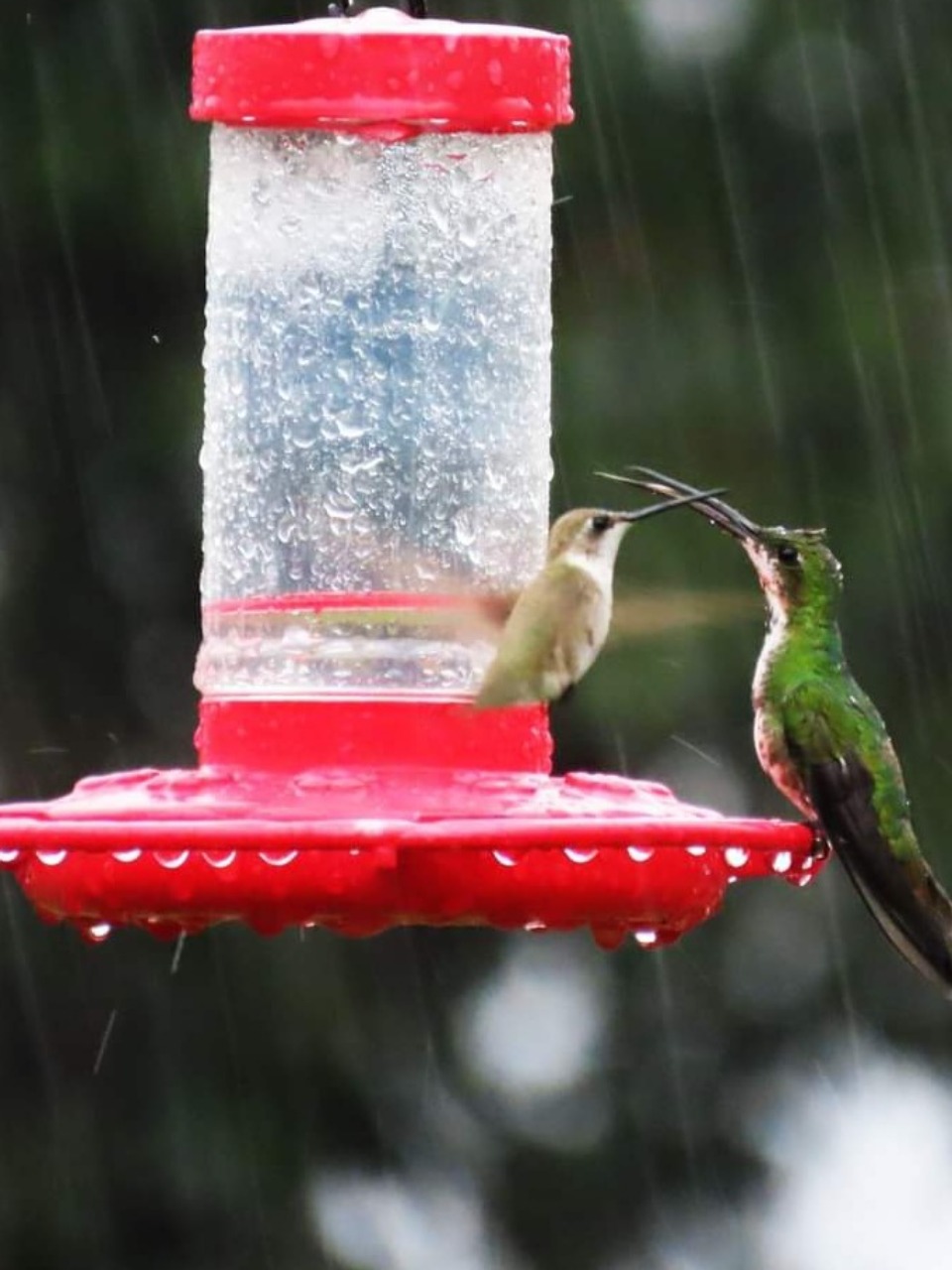 hummingbird a hoover at feeder