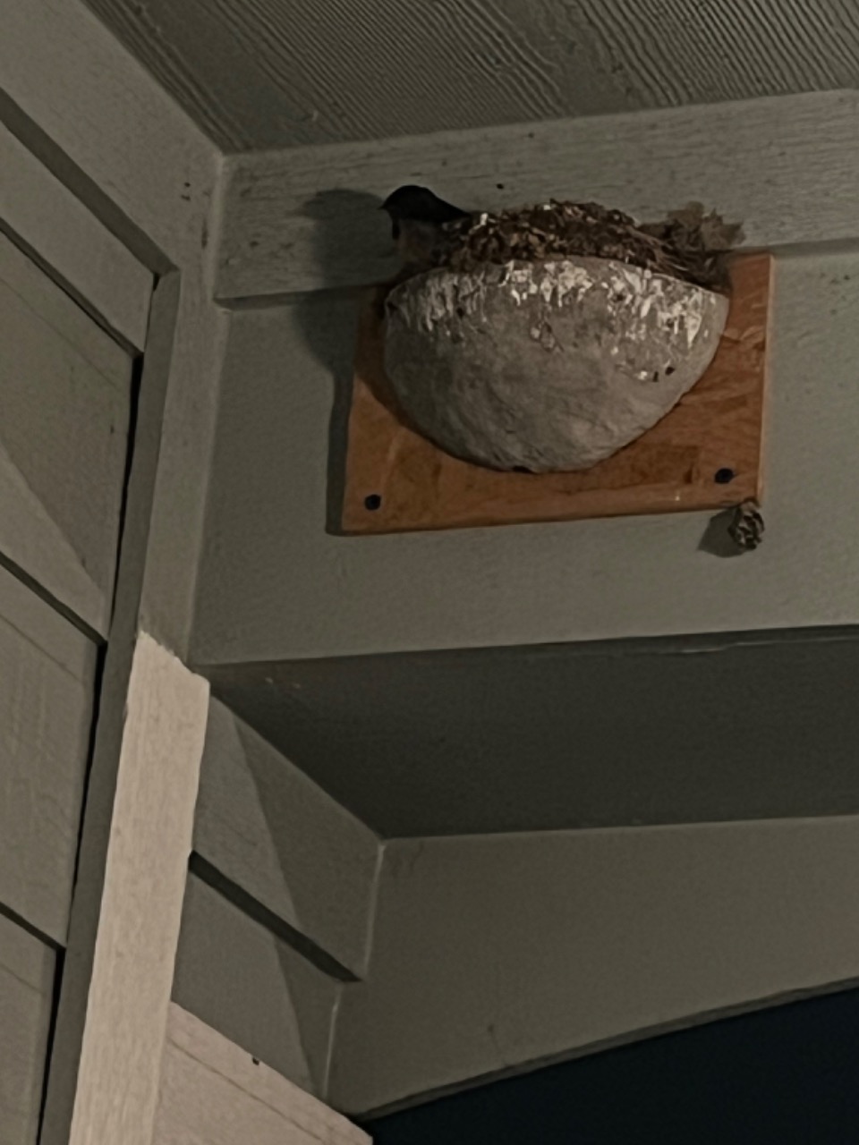 nesting barn swallows
