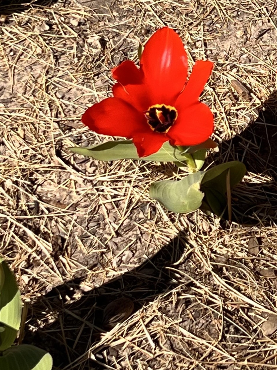 A single red tulip in bloom