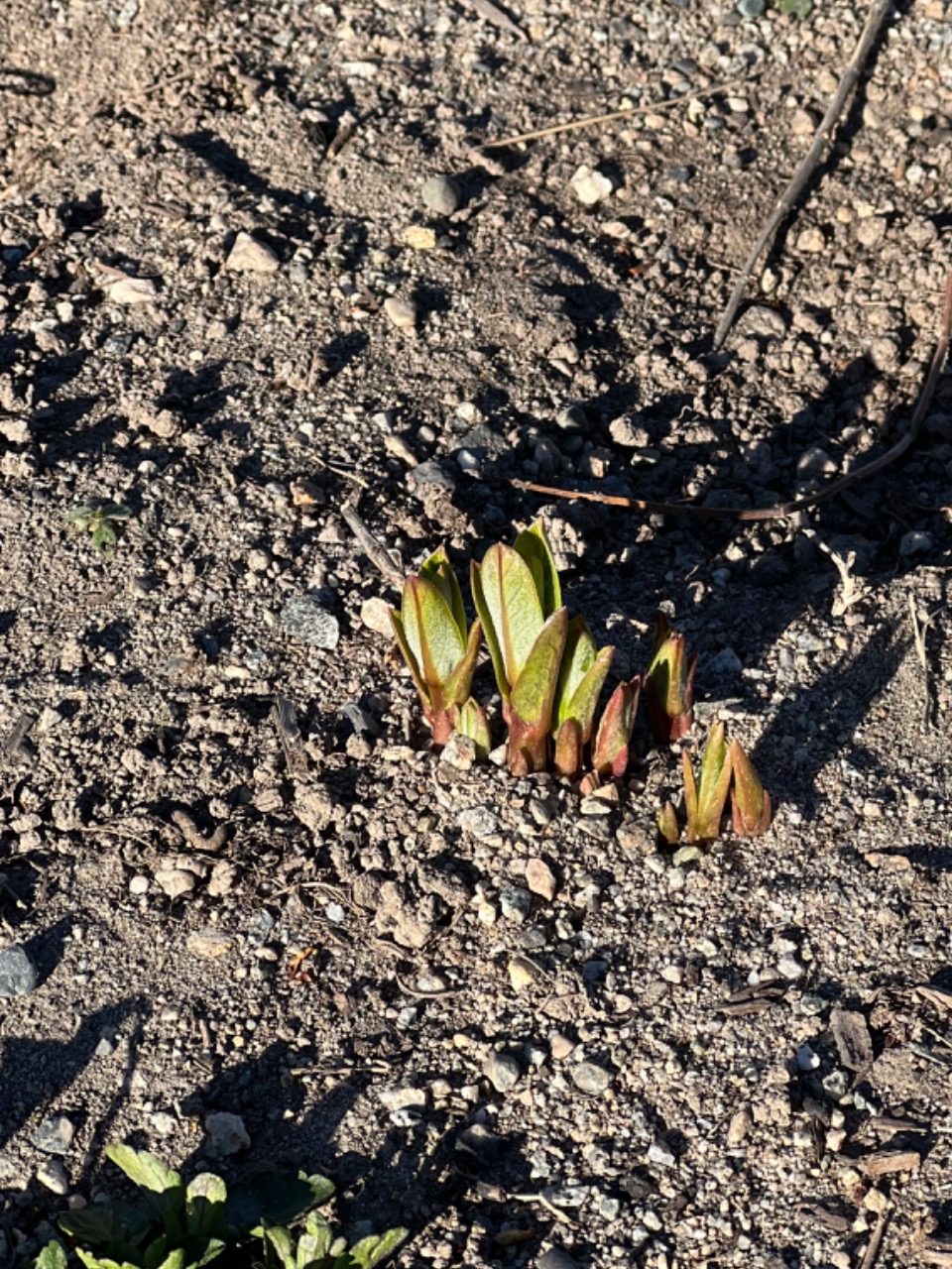 Showy milkweed just begins to pop through the ground. Photo from above