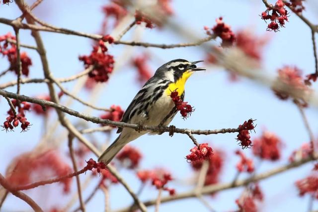 A yellow-throated warbler eating in a tree