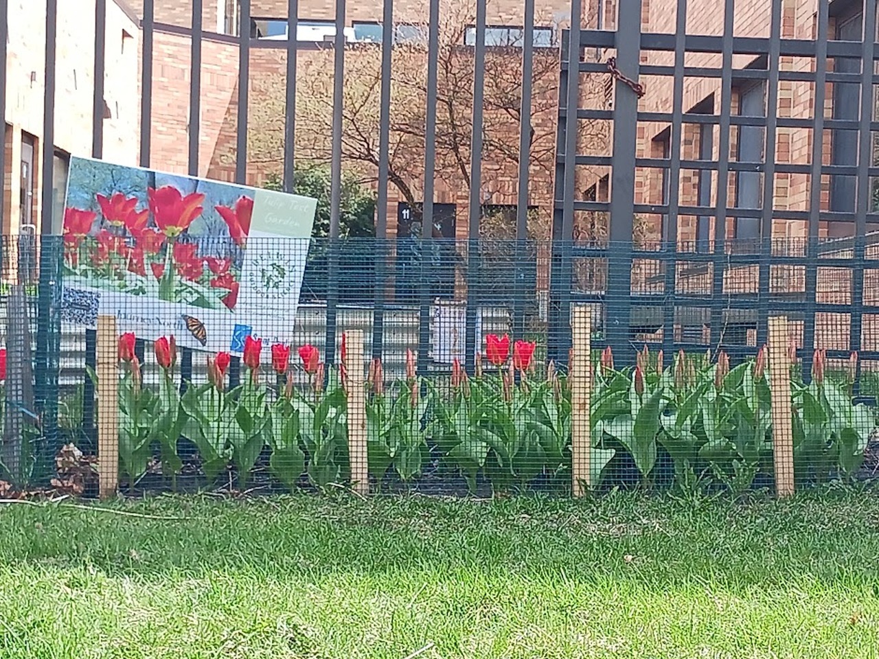 A row of blooming tulips in front of a fence
