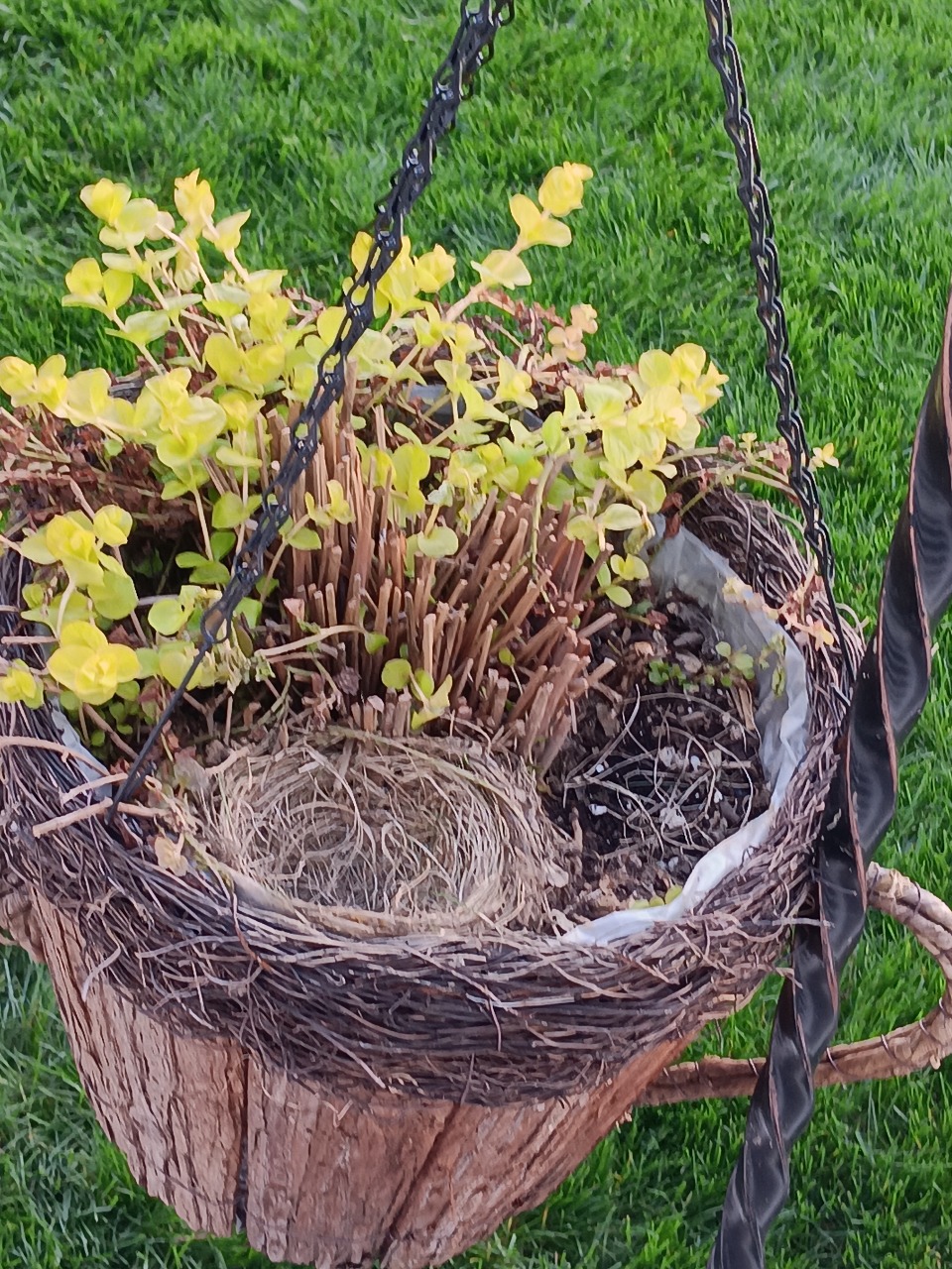 An empty robin nest viewed from above