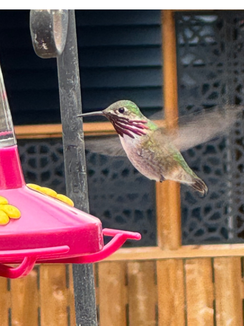 A male calliope hummingbird hovers near a feeder