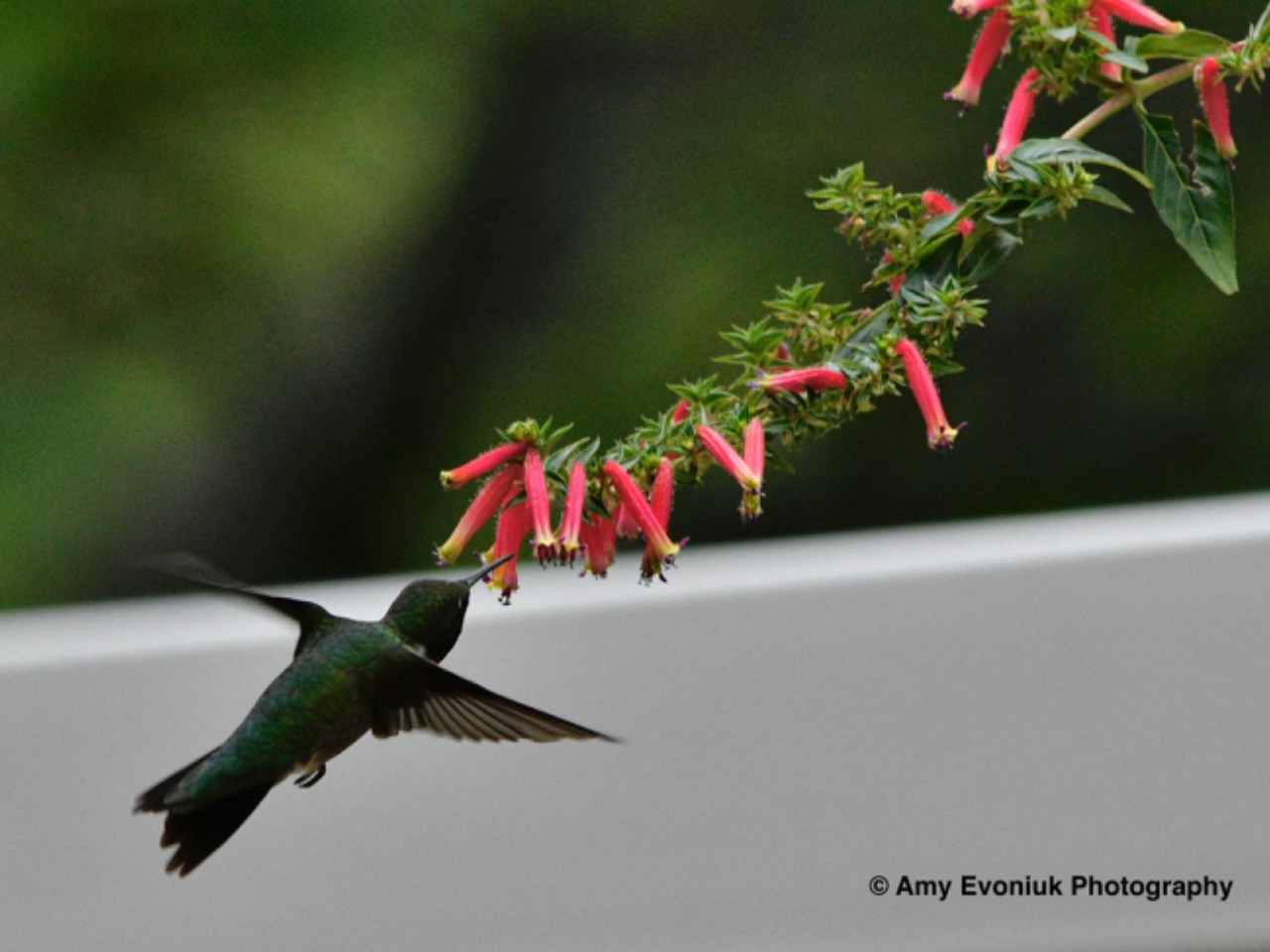 A hummingbird, seen from the back, visits a Golden Bells Cuphea plant