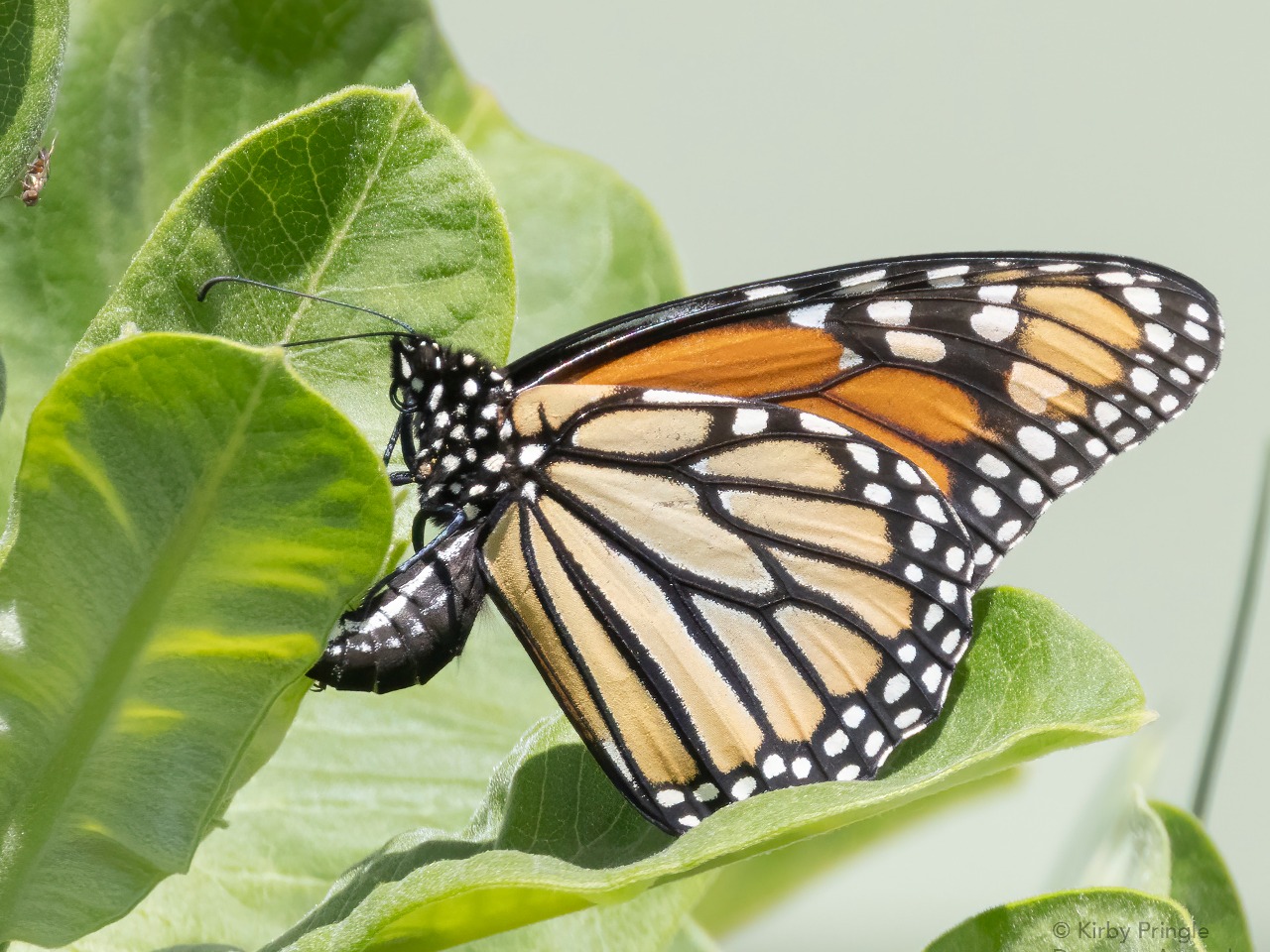 A close-up side view of a monarch butterfly 