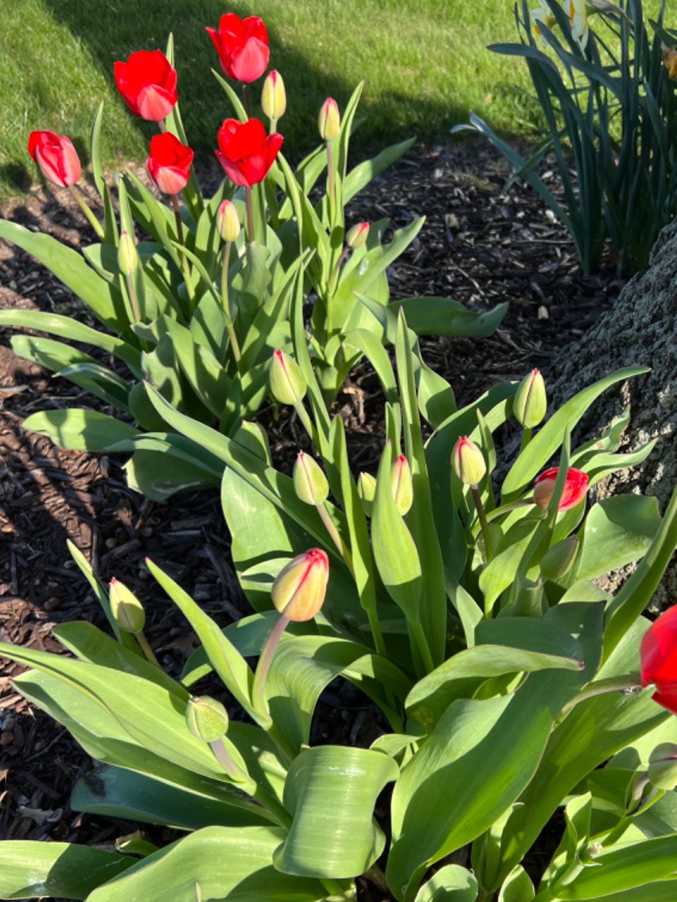 Red tulips blooming