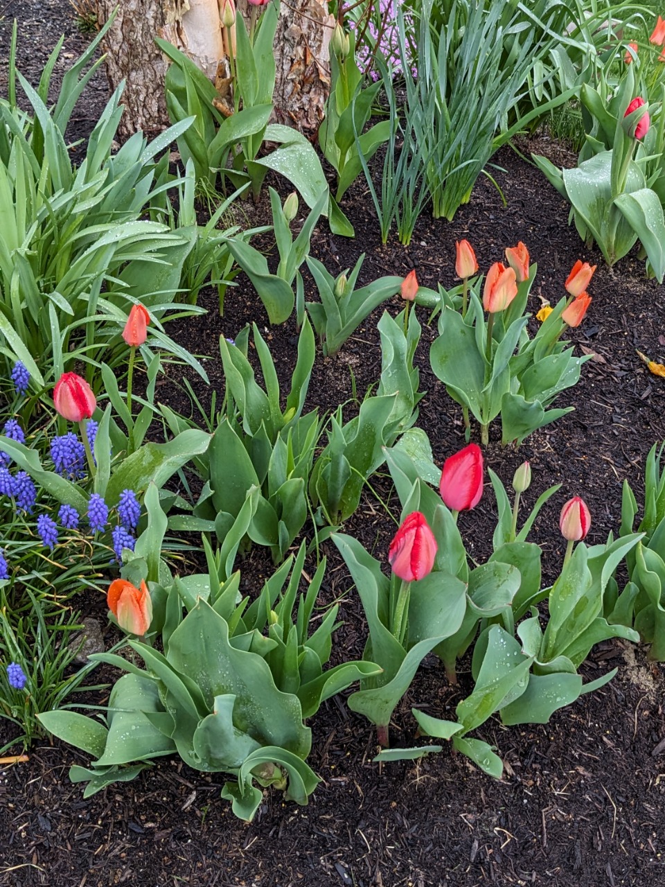 Various colors of tulips in a garden
