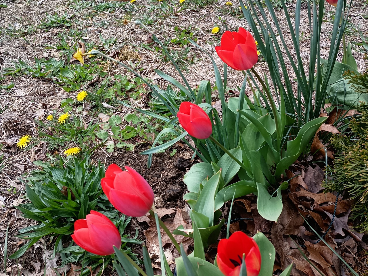 Five red tulips in a garden with dandelions in the background