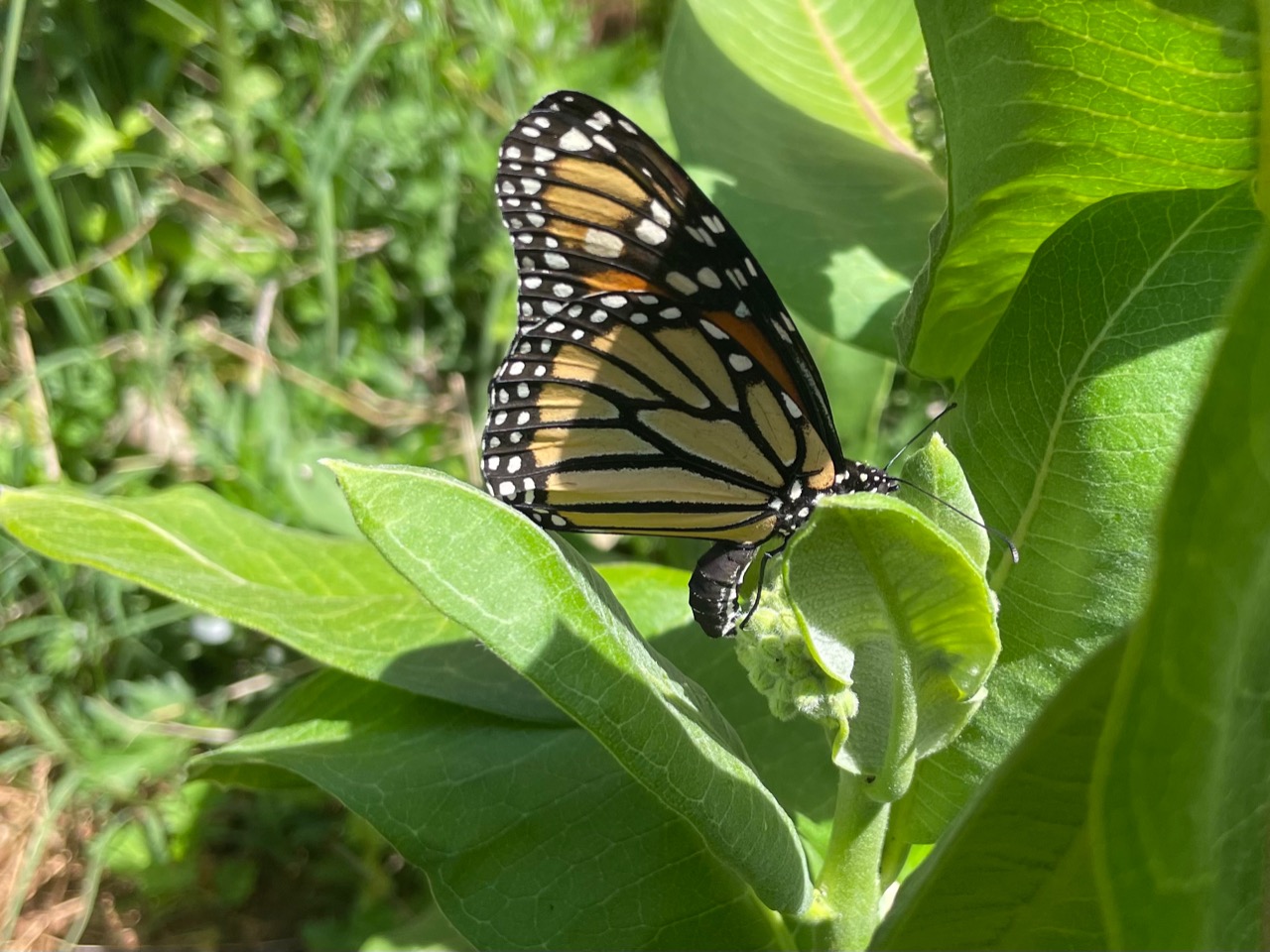 Side view of a monarch on a milkweed plant