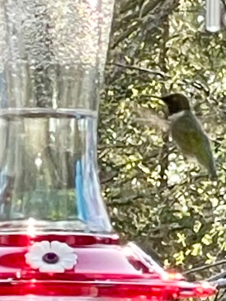 A hummingbird hovers near a hummingbird feeder with clear nectar and a red base