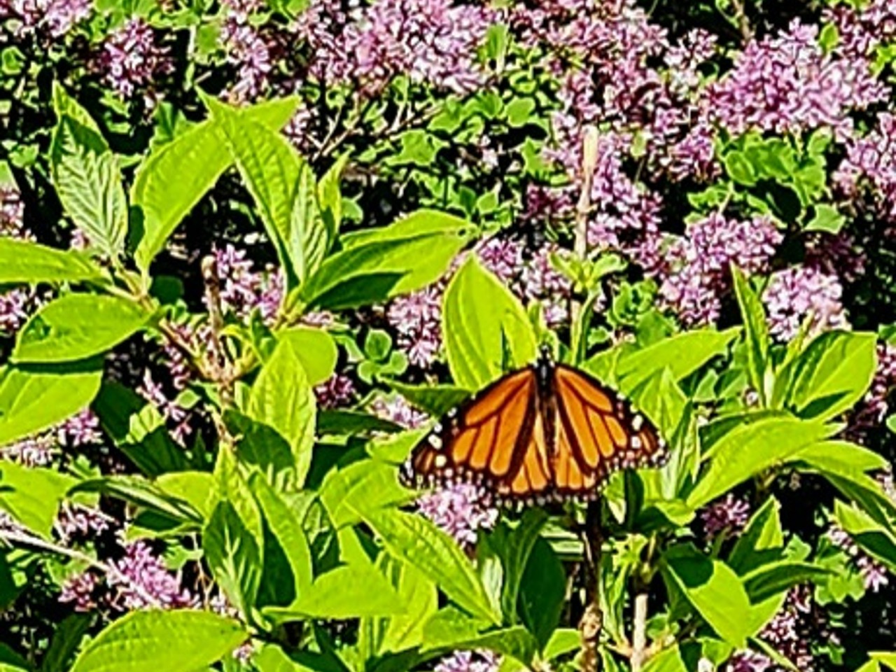Monarch butterfly on lilac bush