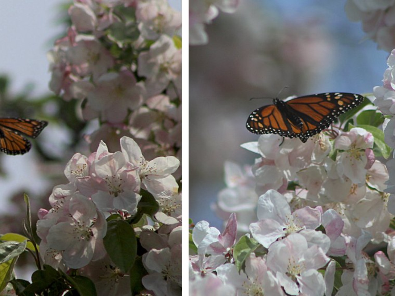 Two side-by-side photos of monarch butterflies on apple blossom flowers