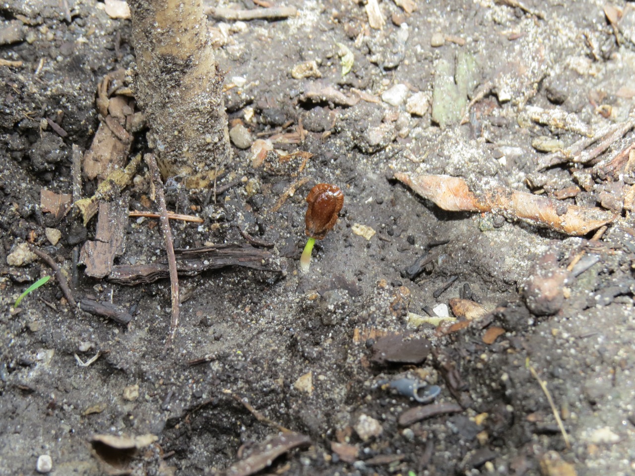 A milkweed plant just barely pokes out of the dirt