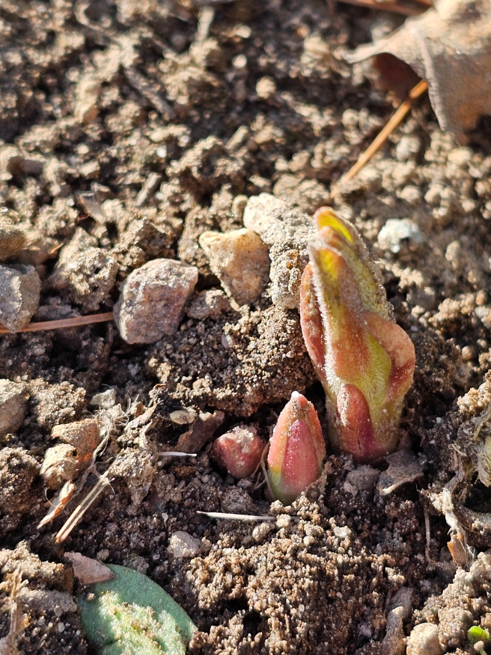 Milkweed popping through the soil