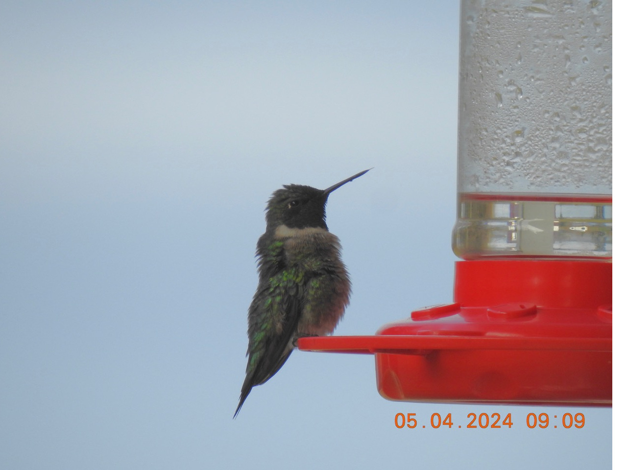 A close-up of a hummingbird on a nearly empty feeder