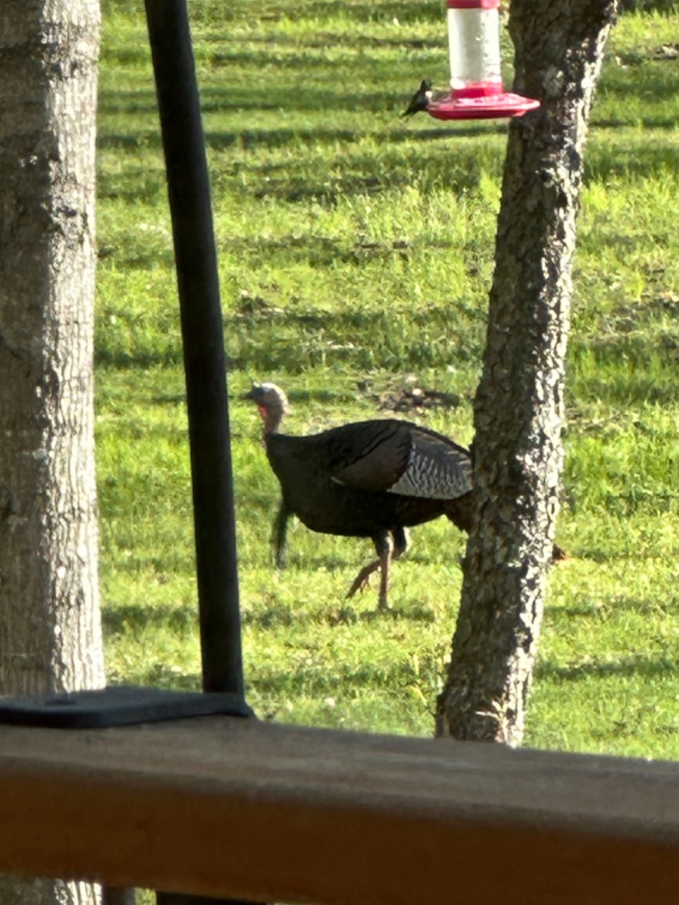 A hummingbird feeds in the foreground, with a male turkey walking by in the background