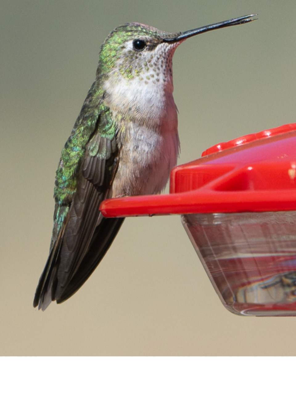 A female broad-tailed hummingbird perches on a feeder