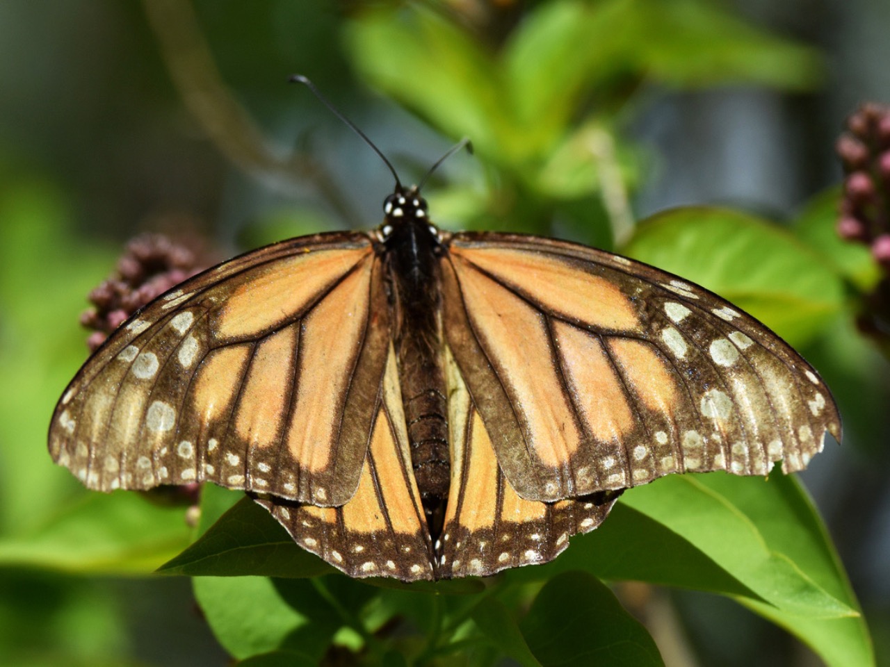 A monarch with faded orange wings on a lilac plant