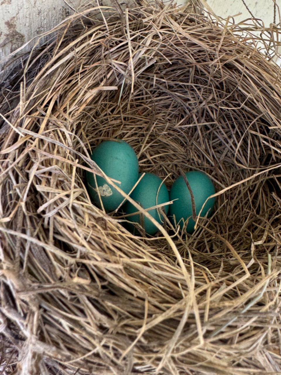 Three blue robin eggs in a brown nest, viewed from above