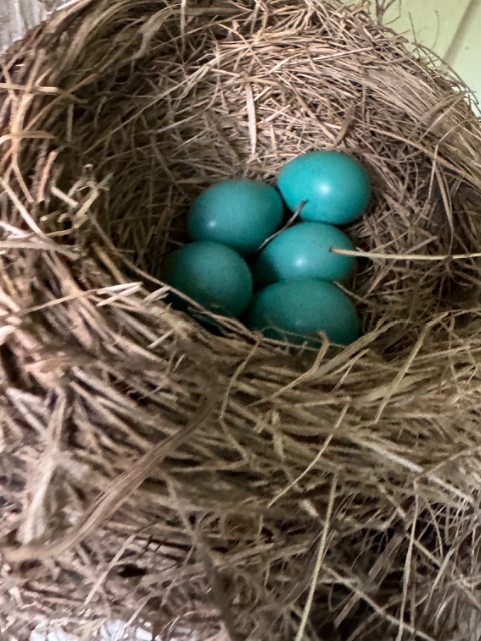 Five blue robin eggs in a brown nest, viewed from above