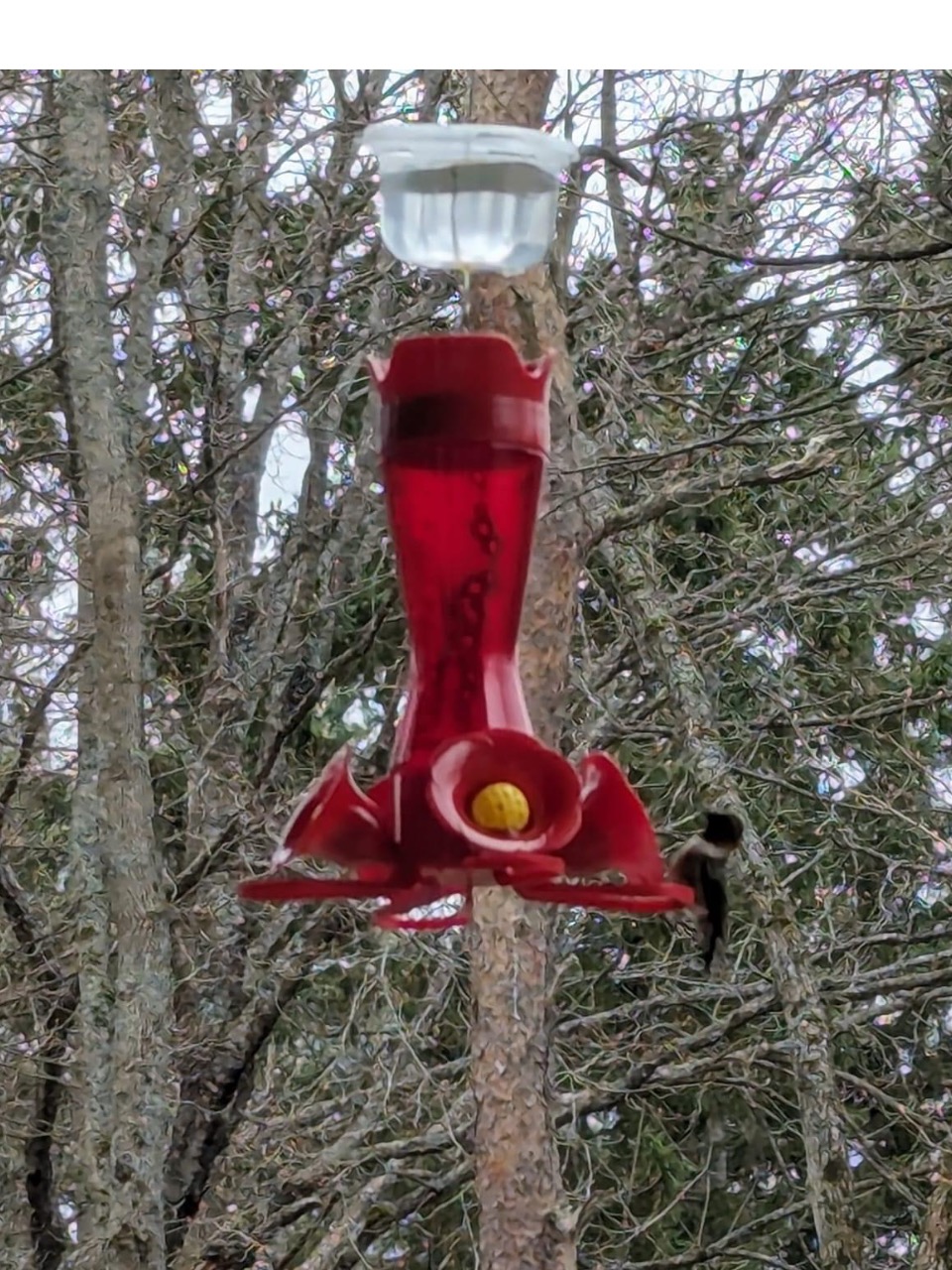 A hummingbird on a red feeder in front of trees