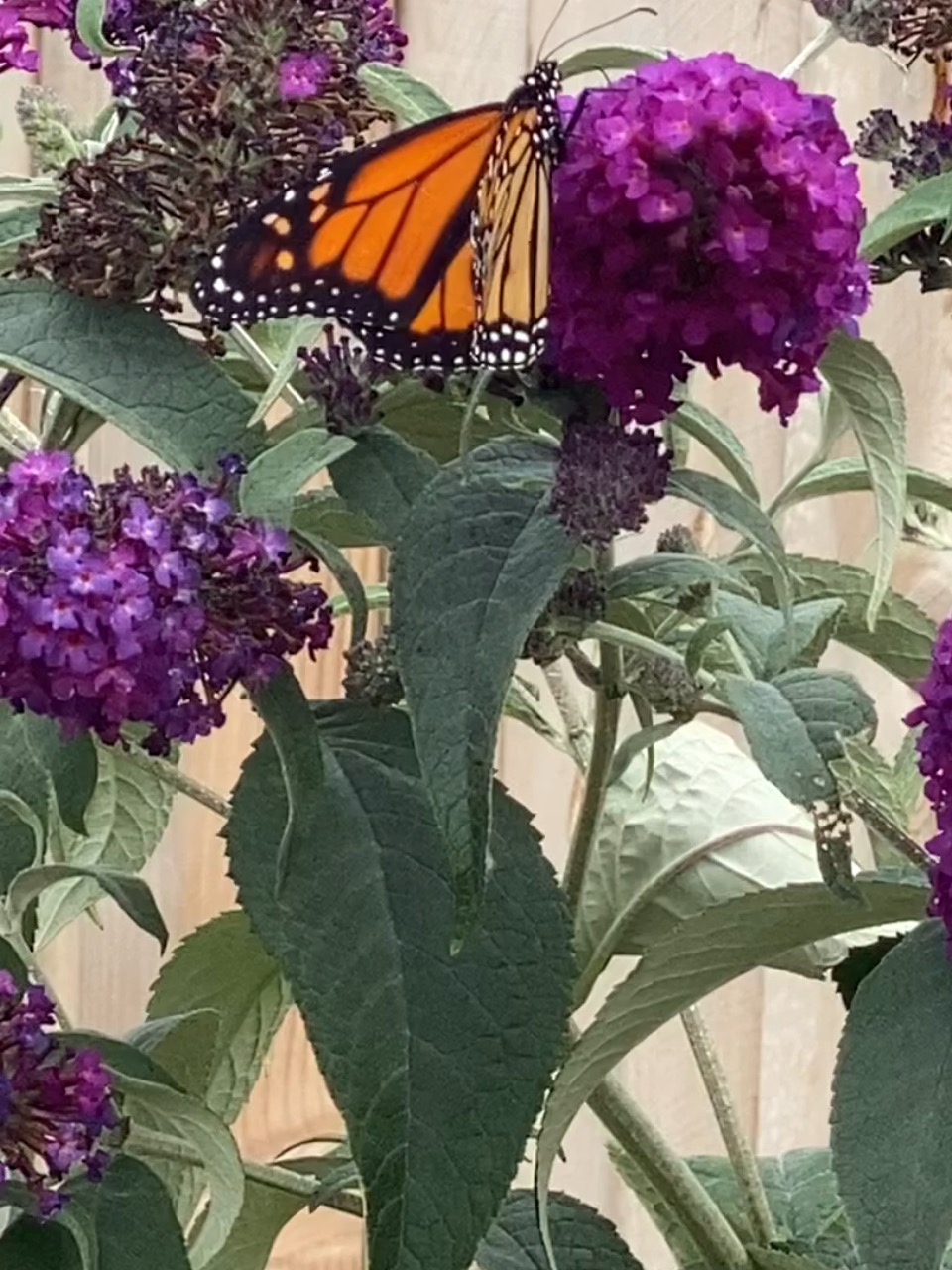 A monarch butterfly on a purple bloom
