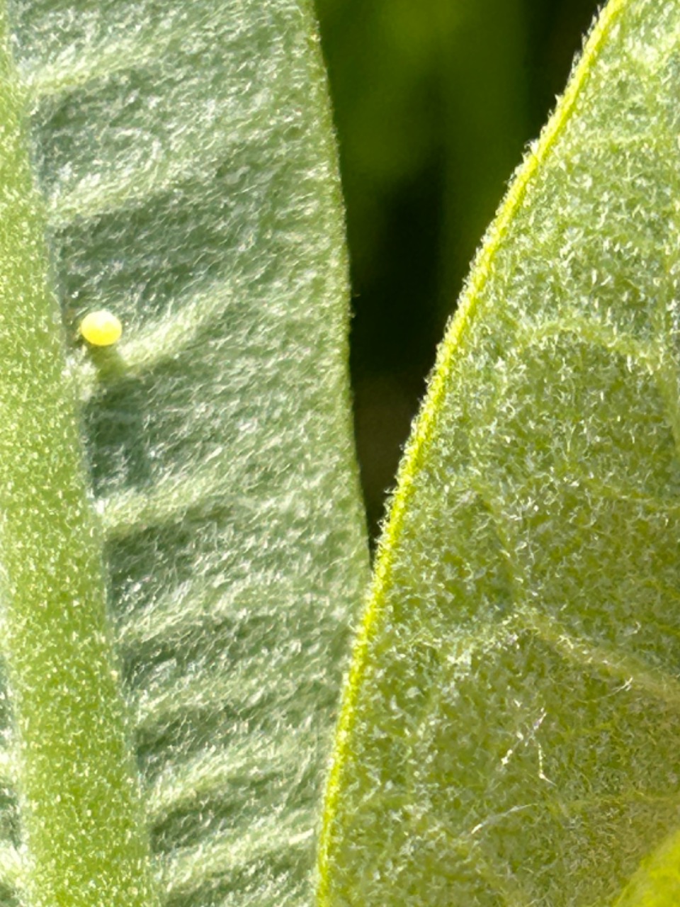 An up-close photo of a monarch egg on the underside of a leaf