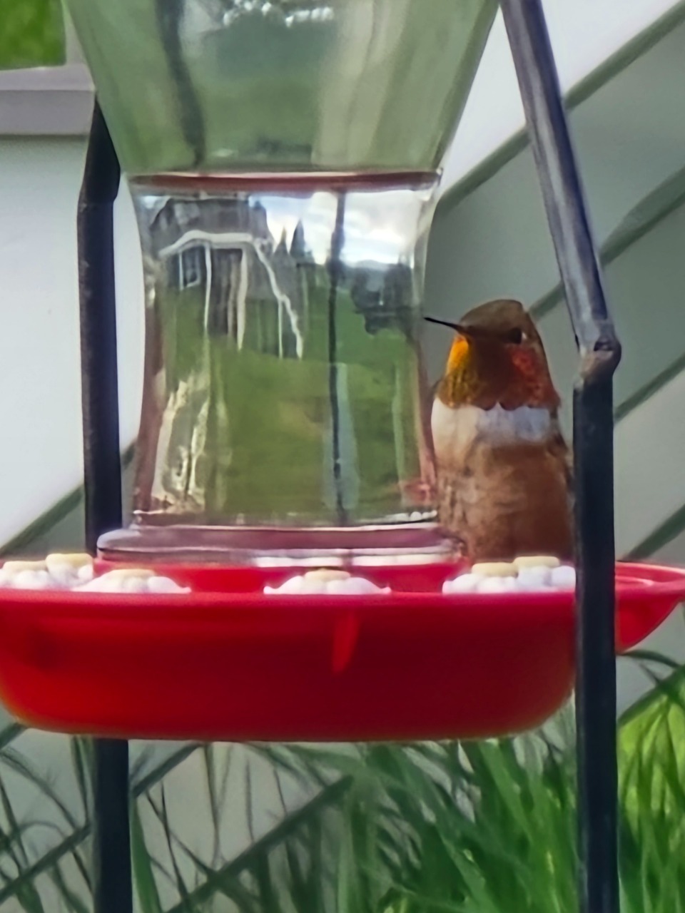 A male rufous hummingbird on the right side of a clear hummingbird feeder