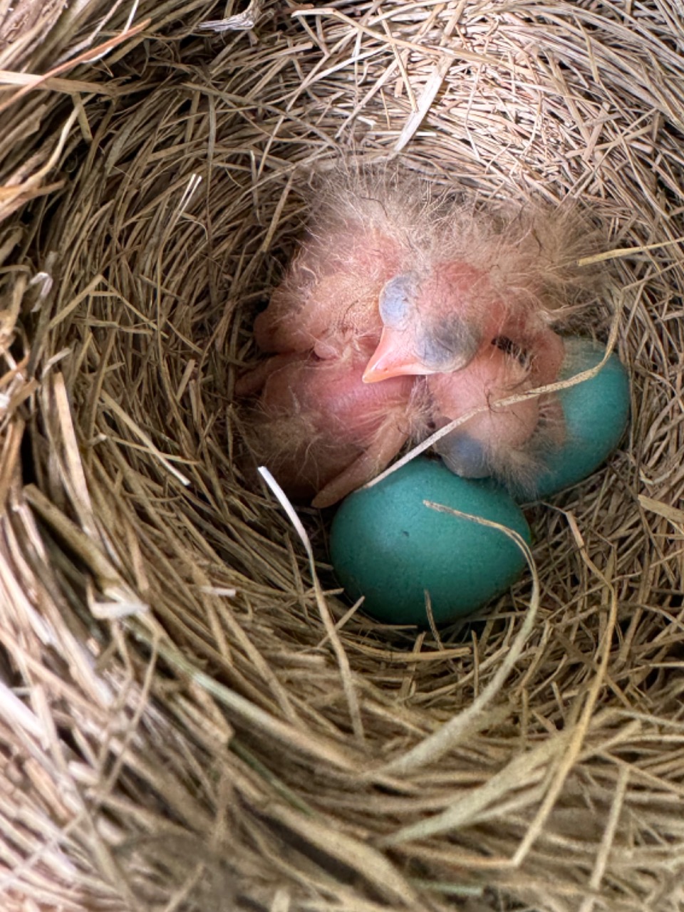 Just hatched baby robins in a brown nest with blue eggs
