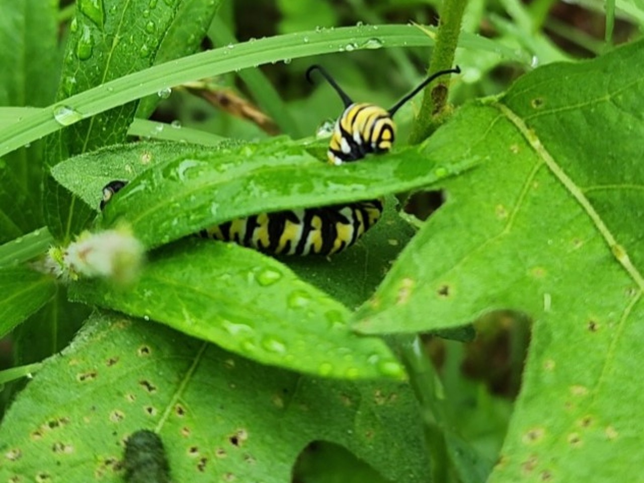 A large caterpillar tucked between two leaves
