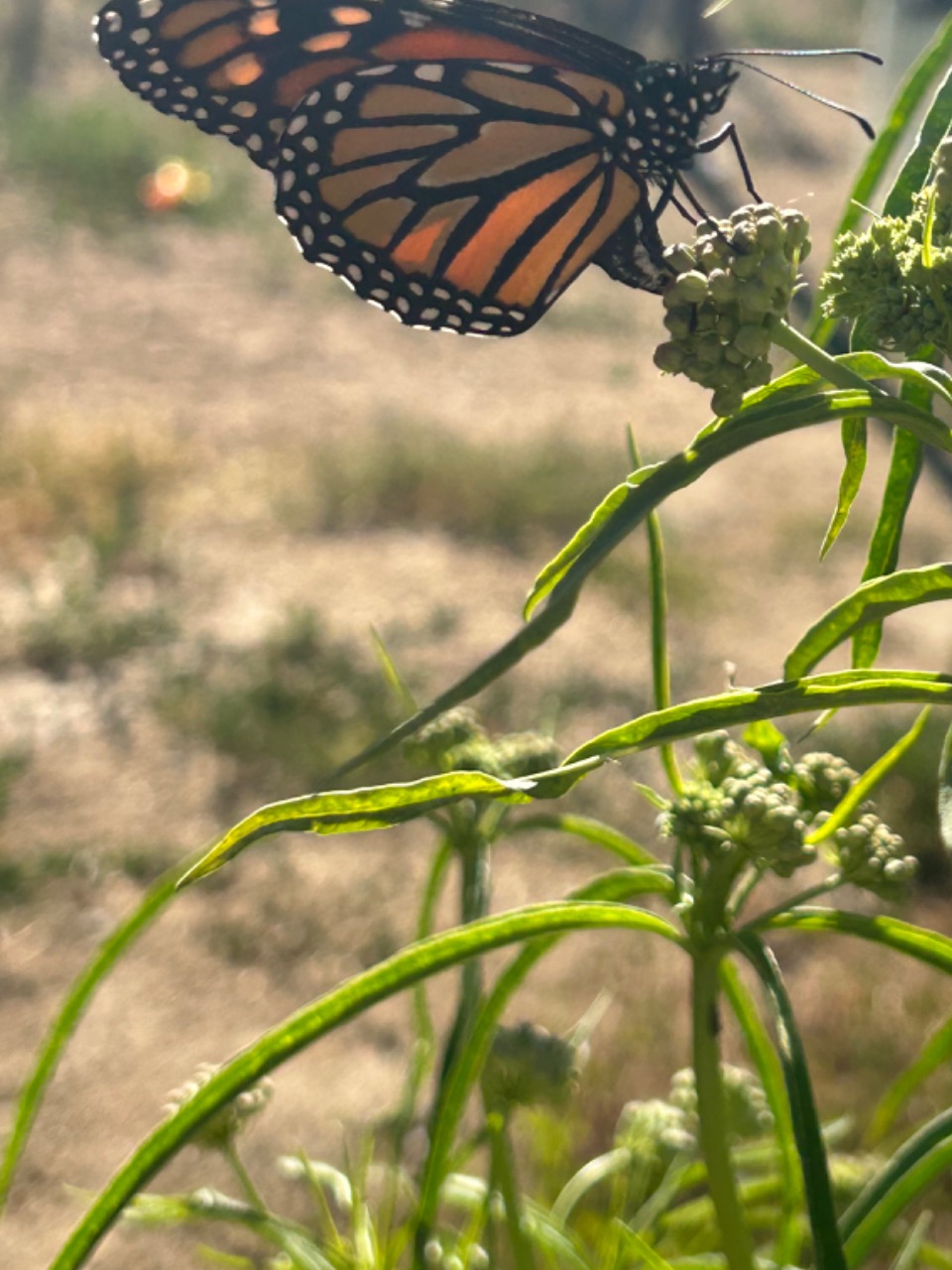 A monarch butterfly on a green plant