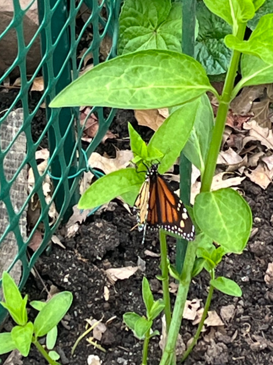 A monarch butterfly laying eggs on a milkweed plant