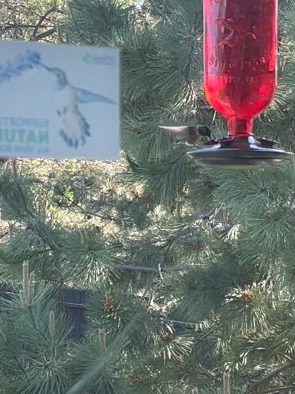 A hummingbird, photographed from a window, on a red hanging feeder