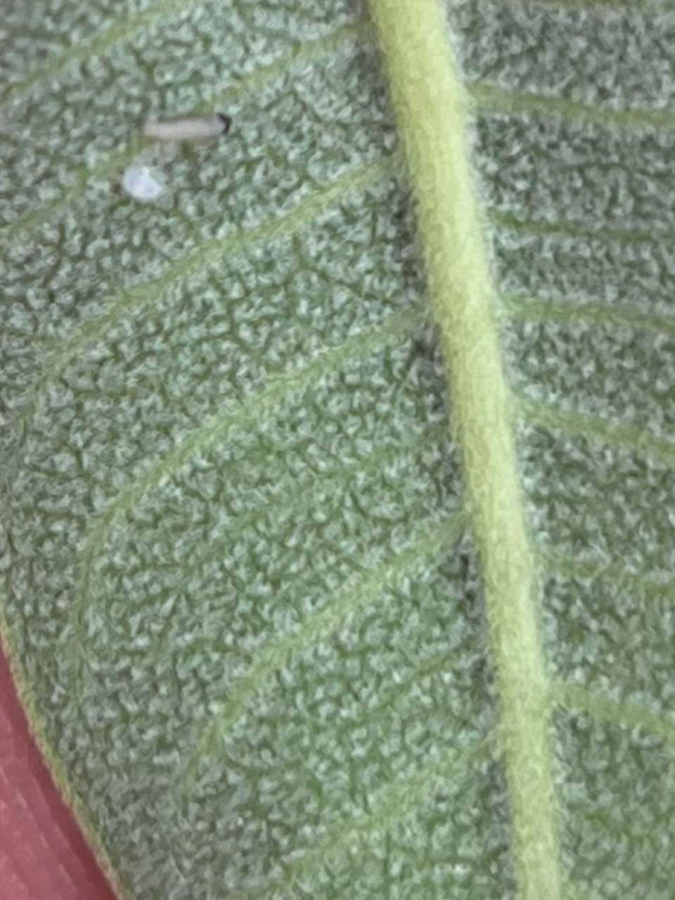 A small caterpillar on the underside of a leaf next to a white spot