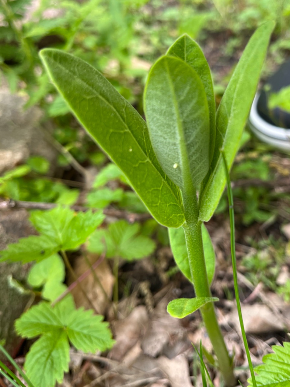 Monarch eggs on a milkweed plant