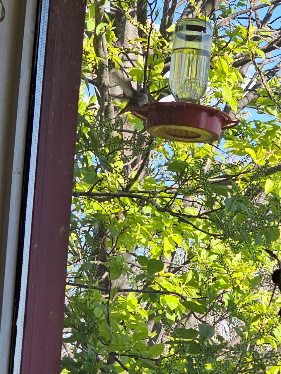 A hummingbird, photographed from inside, at a clear and red feeder