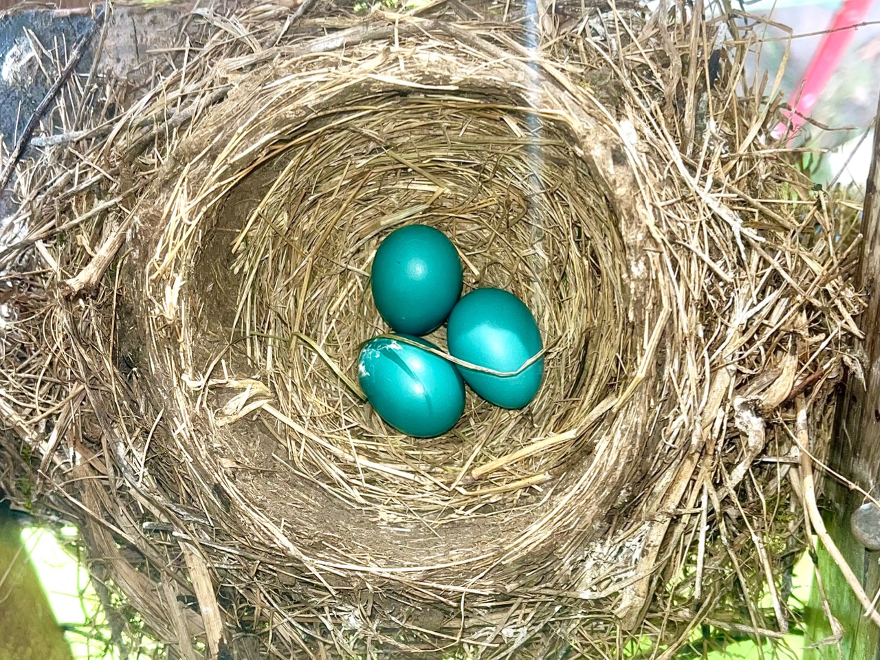 Three blue robin eggs in a brown nest, viewed from above