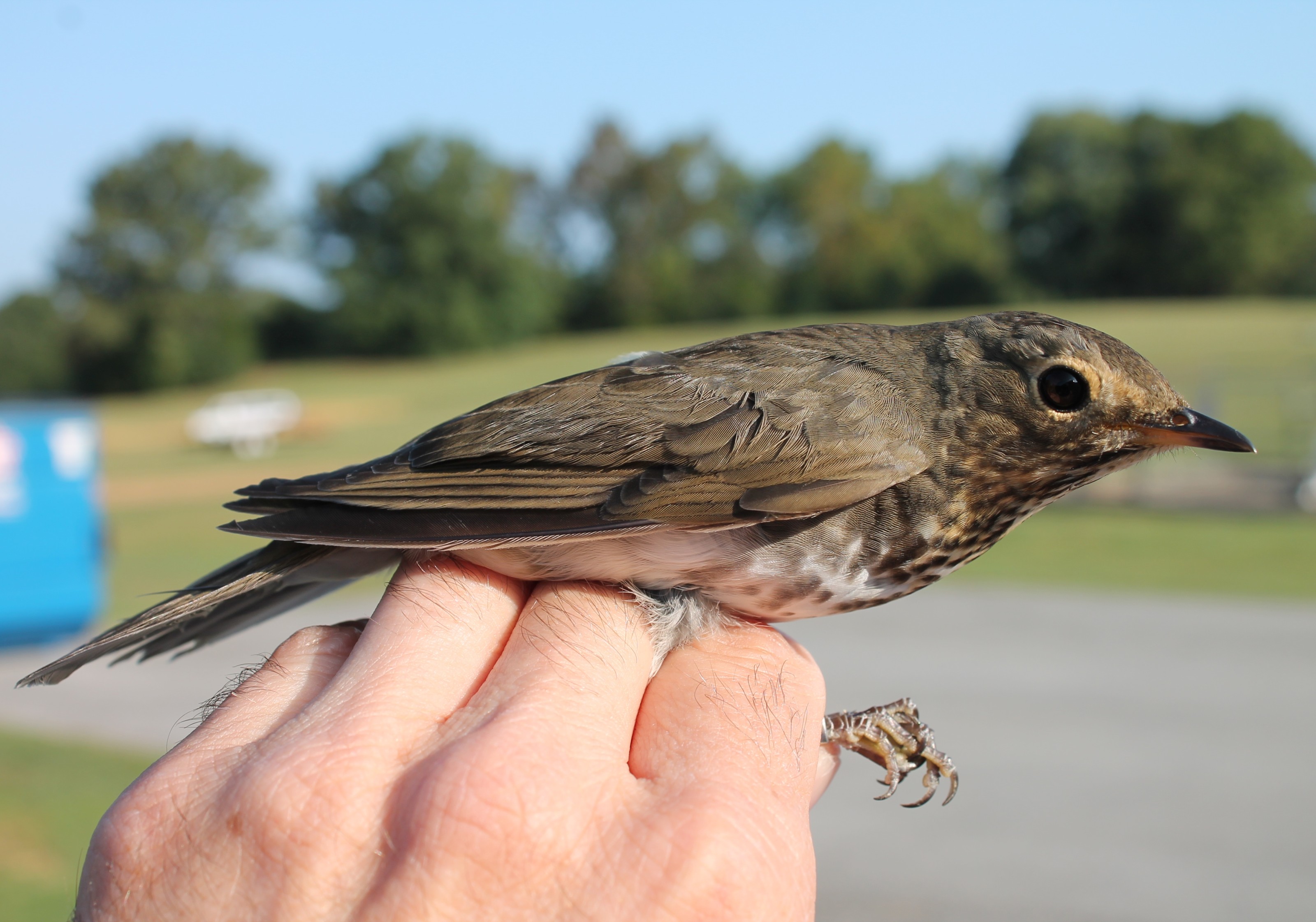Swainson's thrush being held in a person's hand