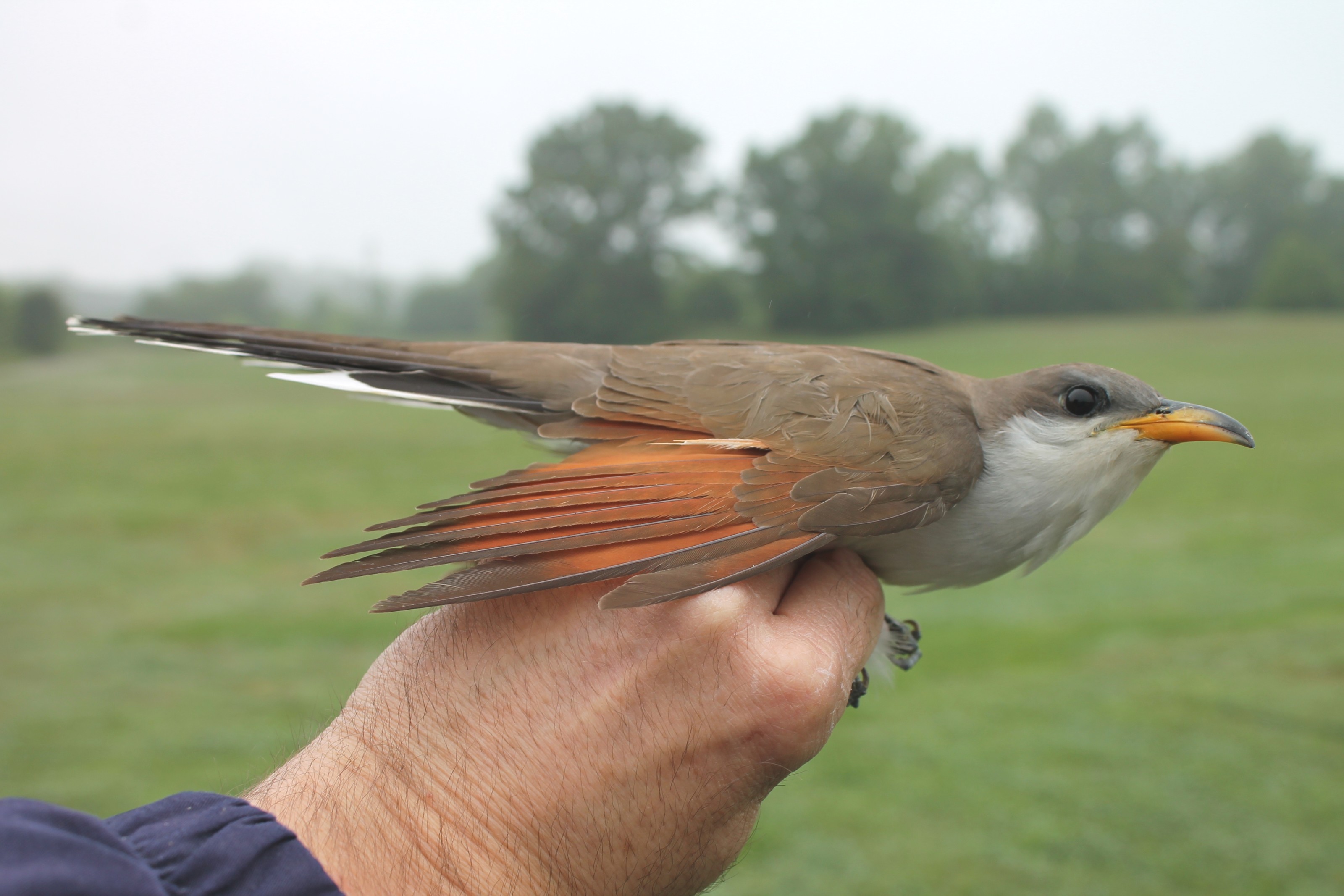 A yellow-billed cuckoo in a person's hand