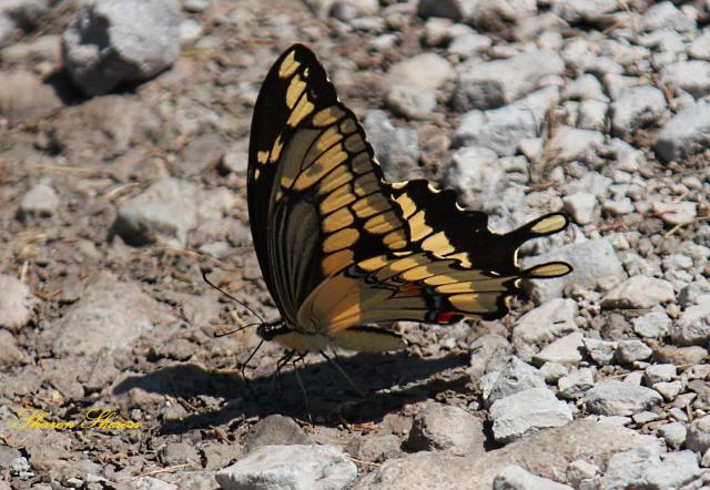 One eastern swallowtail butterfly on the ground