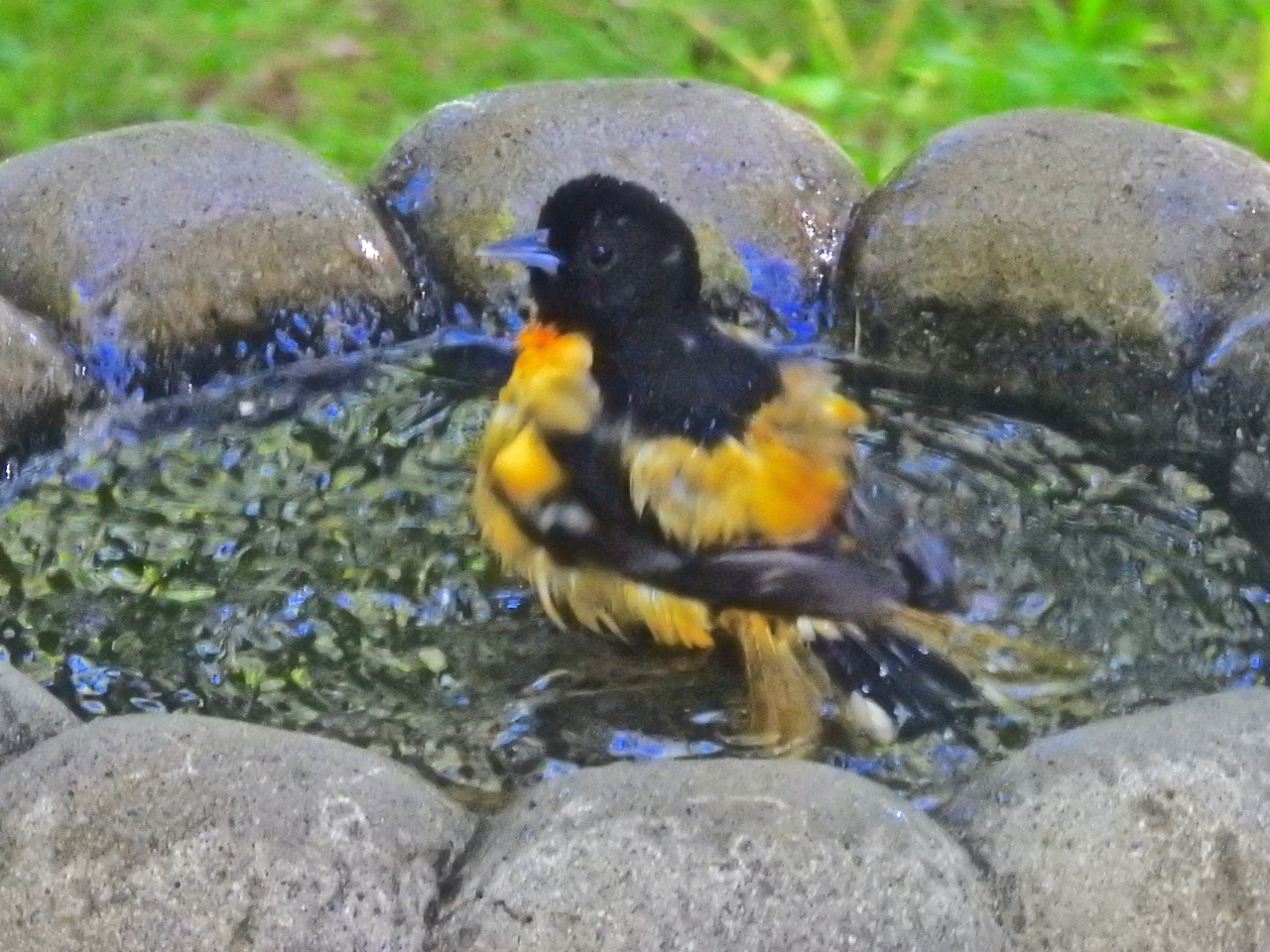 A male Baltimore oriole in a bird bath