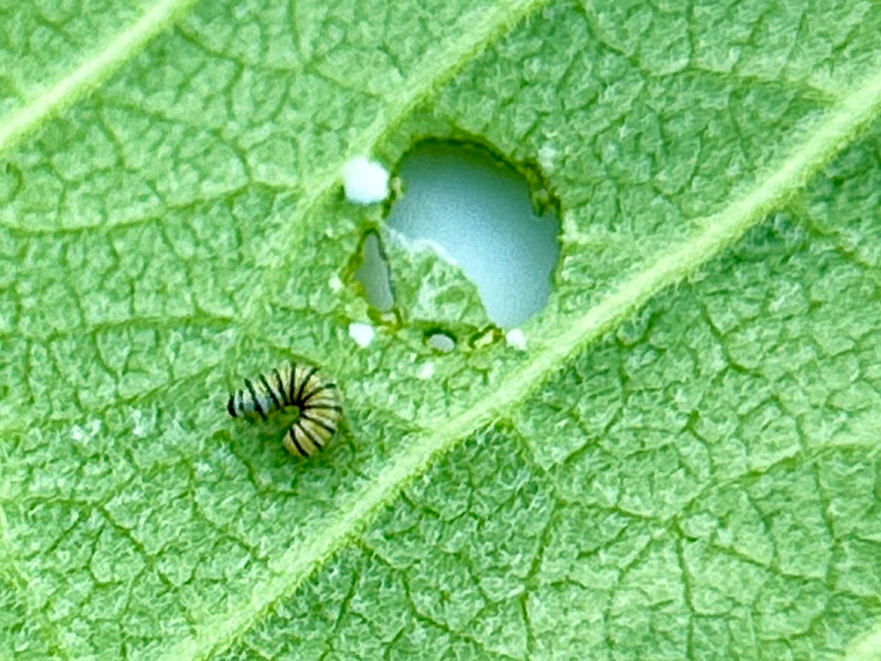 A monarch caterpillar on a leaf with a hole in it