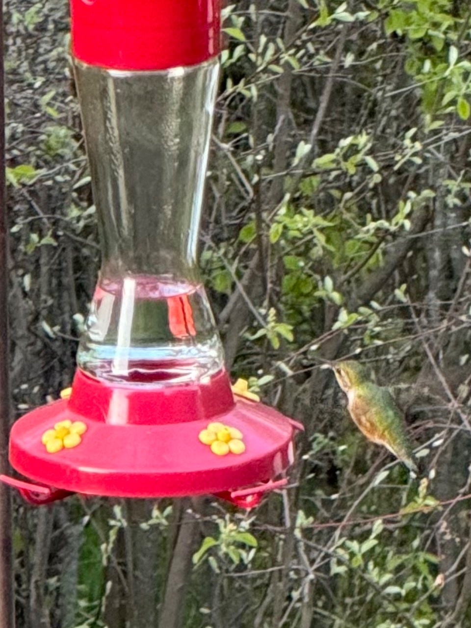 A female rufous hummingbird in a vertical photo visiting a red and yellow feeder with clear liquid