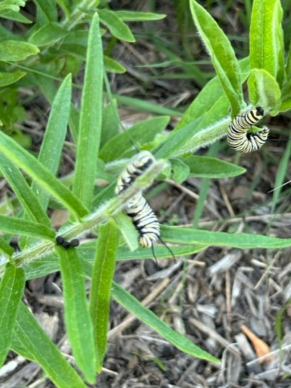 Two monarch caterpillars on a green milkweed plant